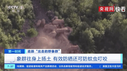 无人机拍下野象群睡觉休息画面-大象睡上热搜