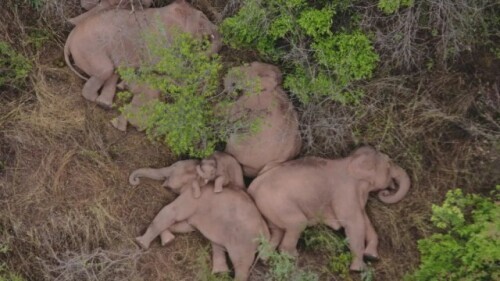 无人机拍下野象群睡觉休息画面-大象睡上热搜