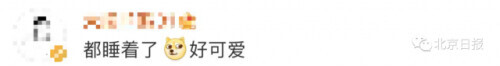 无人机拍下野象群睡觉休息画面-大象睡上热搜