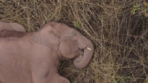 无人机拍下野象群睡觉休息画面-大象睡上热搜