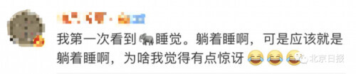 无人机拍下野象群睡觉休息画面-大象睡上热搜