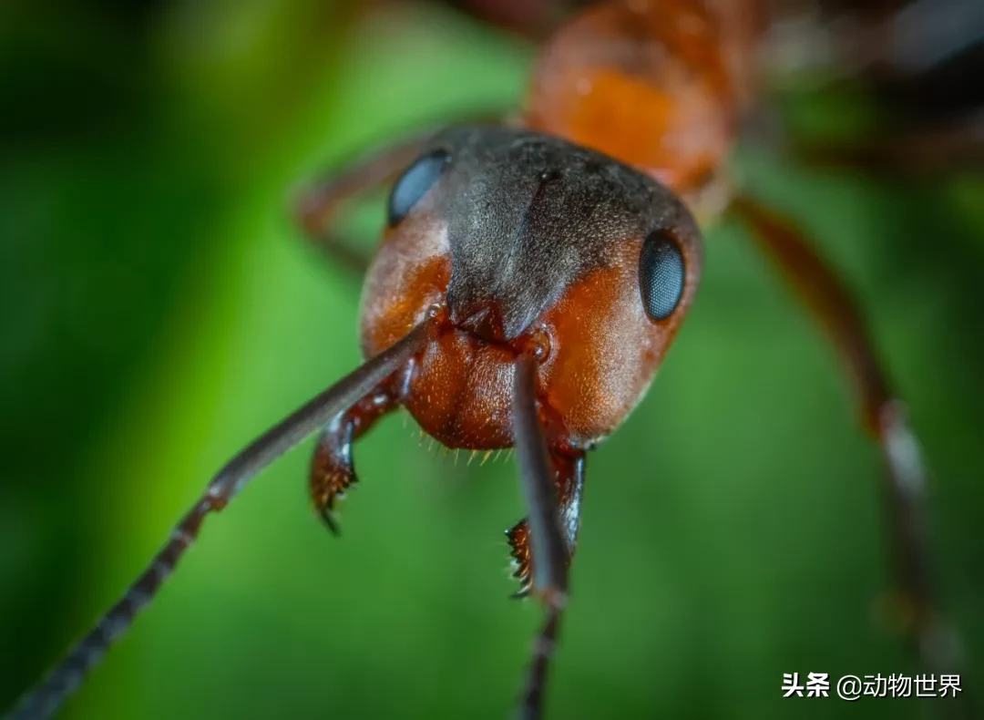 蚂蚁的样子描写-蚂蚁的特点和生活特征和外形