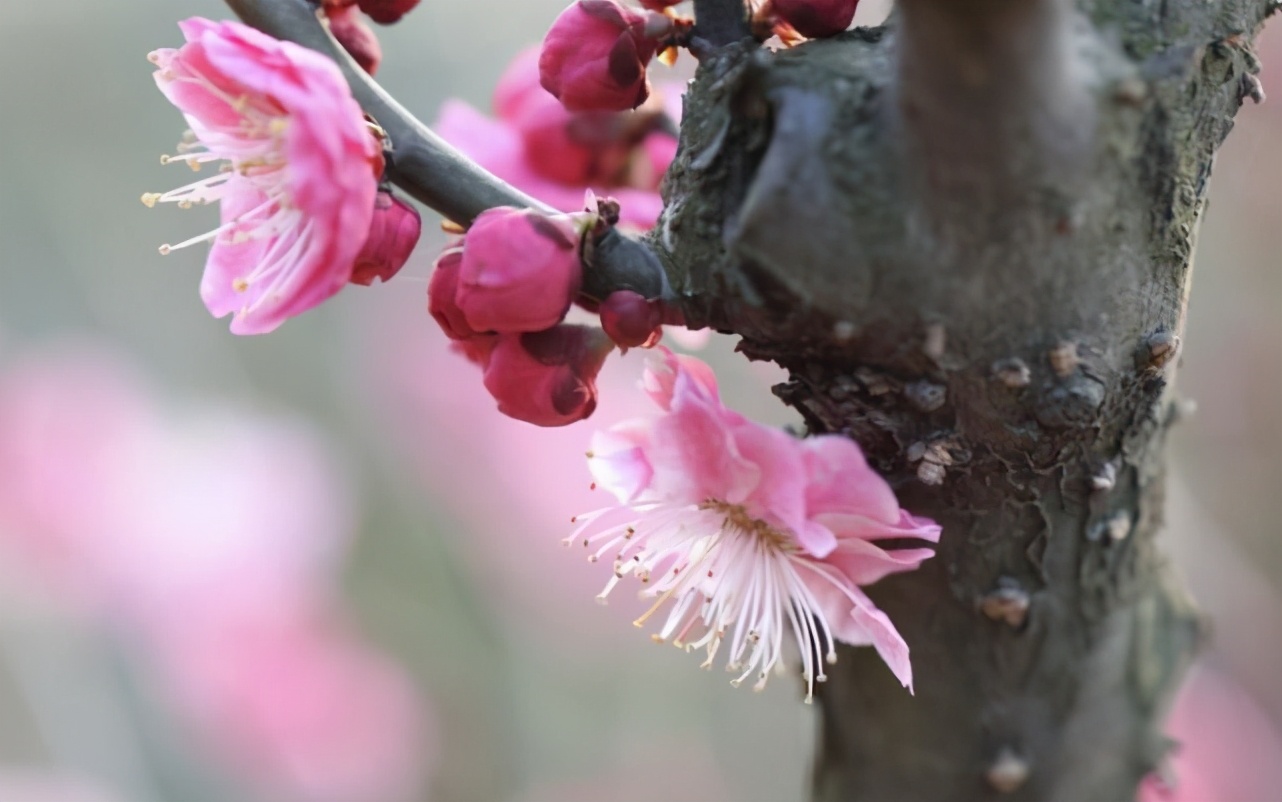 关于梅花的诗句古诗大全-歌颂梅花精神的诗句