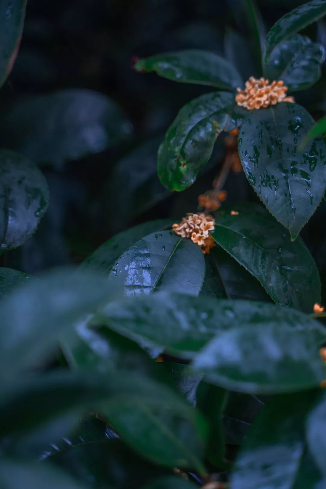 描写桂花的句子超优美-桂花的句子唯美短句推荐