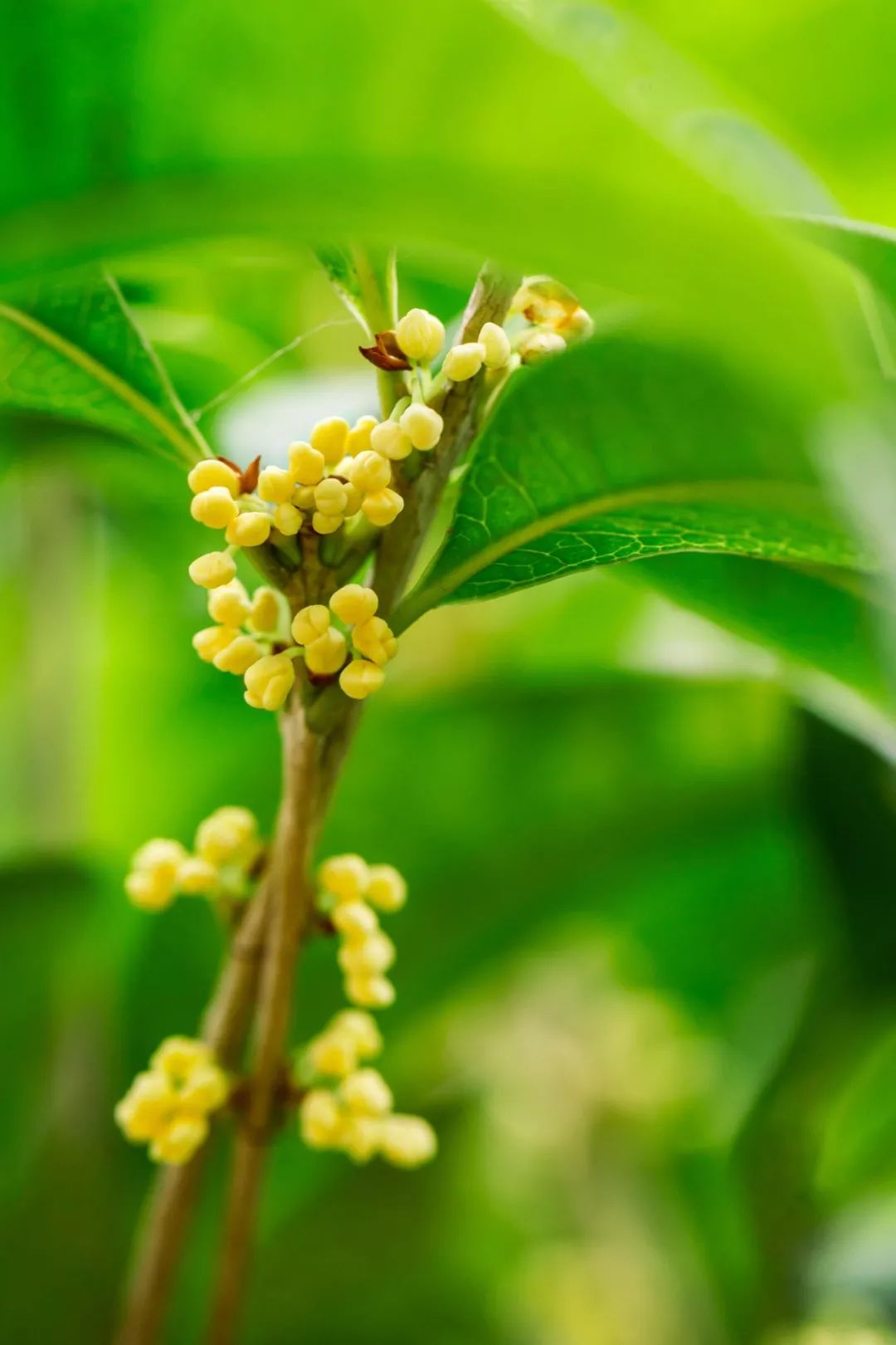 描写桂花的句子超优美-桂花的句子唯美短句推荐