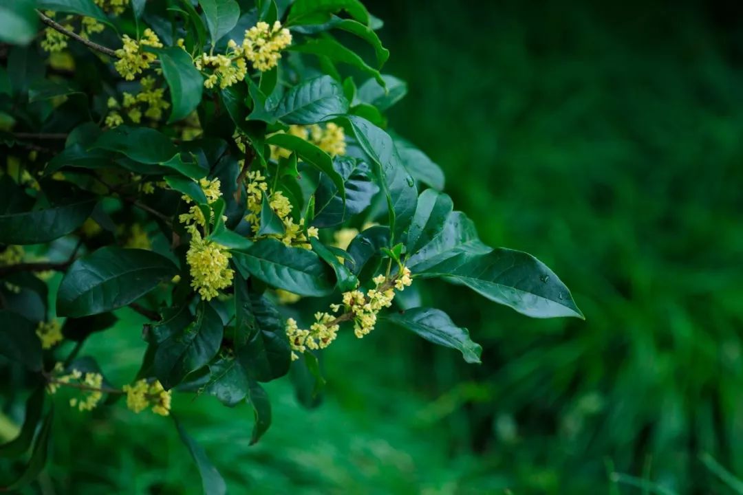 描写桂花的句子超优美-桂花的句子唯美短句推荐