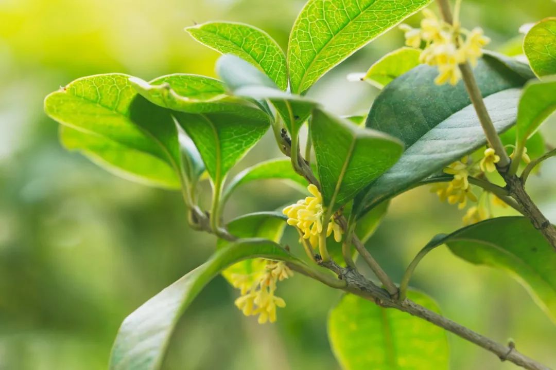 描写桂花的句子超优美-桂花的句子唯美短句推荐