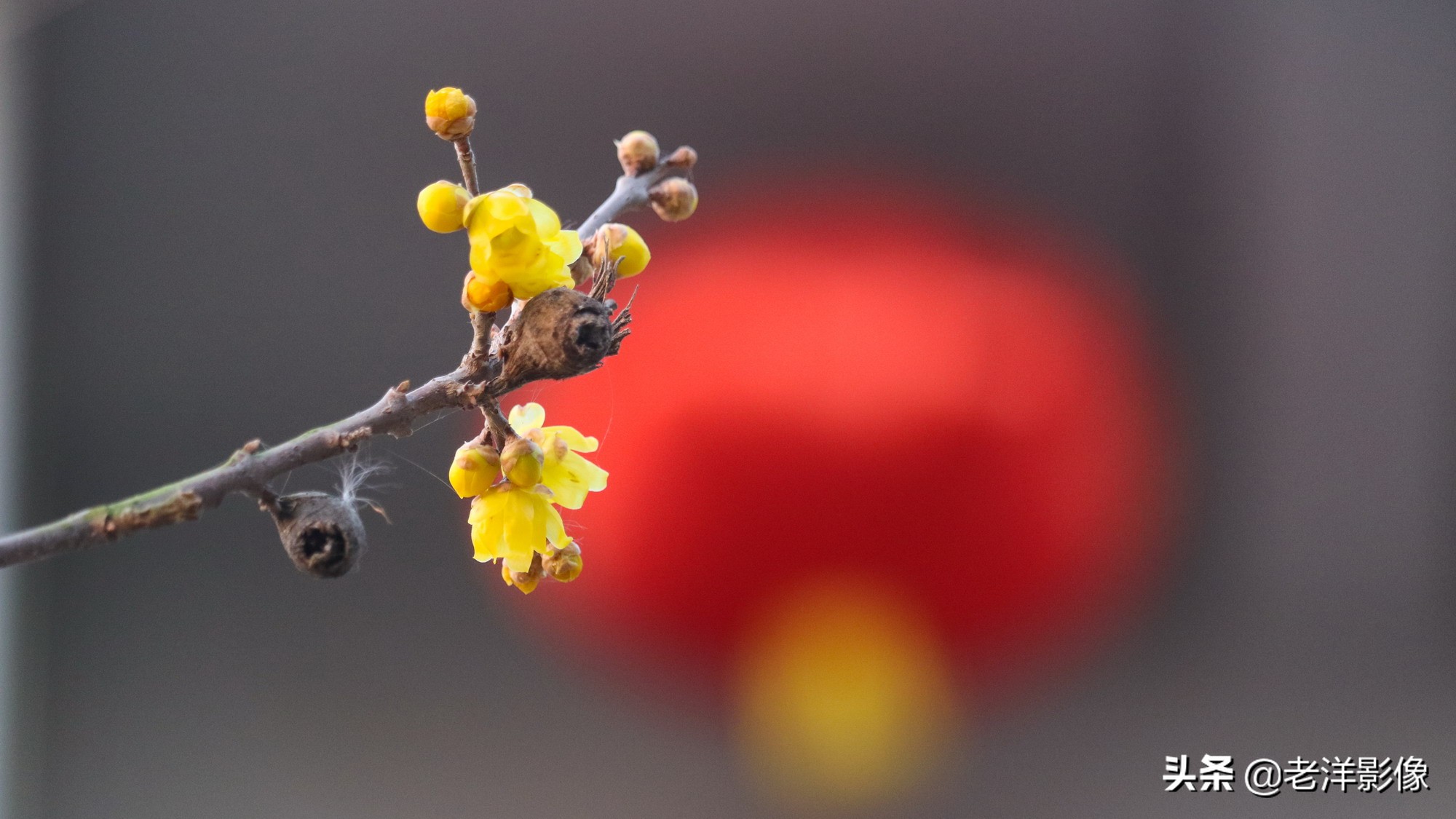 冬天的梅花怎么形容-描写梅花姿态的优美句子