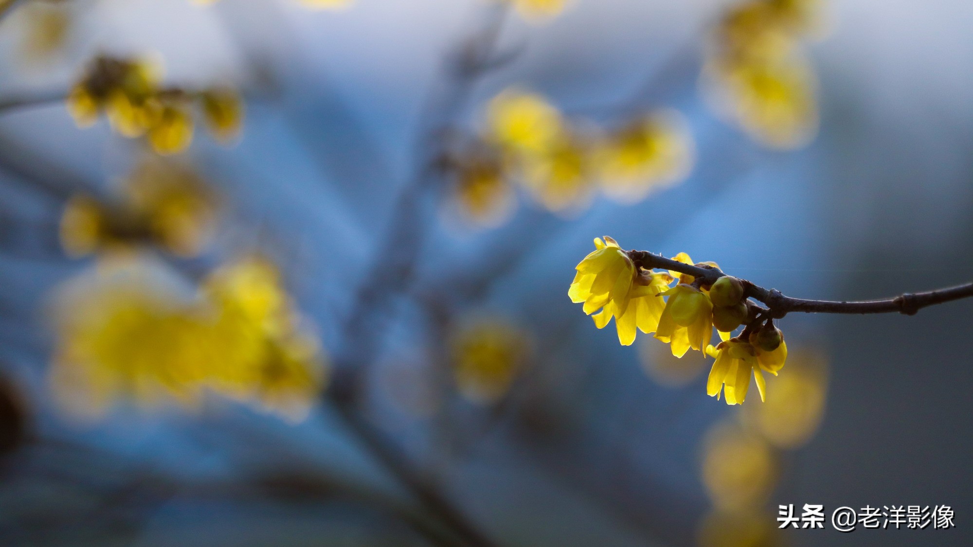 冬天的梅花怎么形容-描写梅花姿态的优美句子