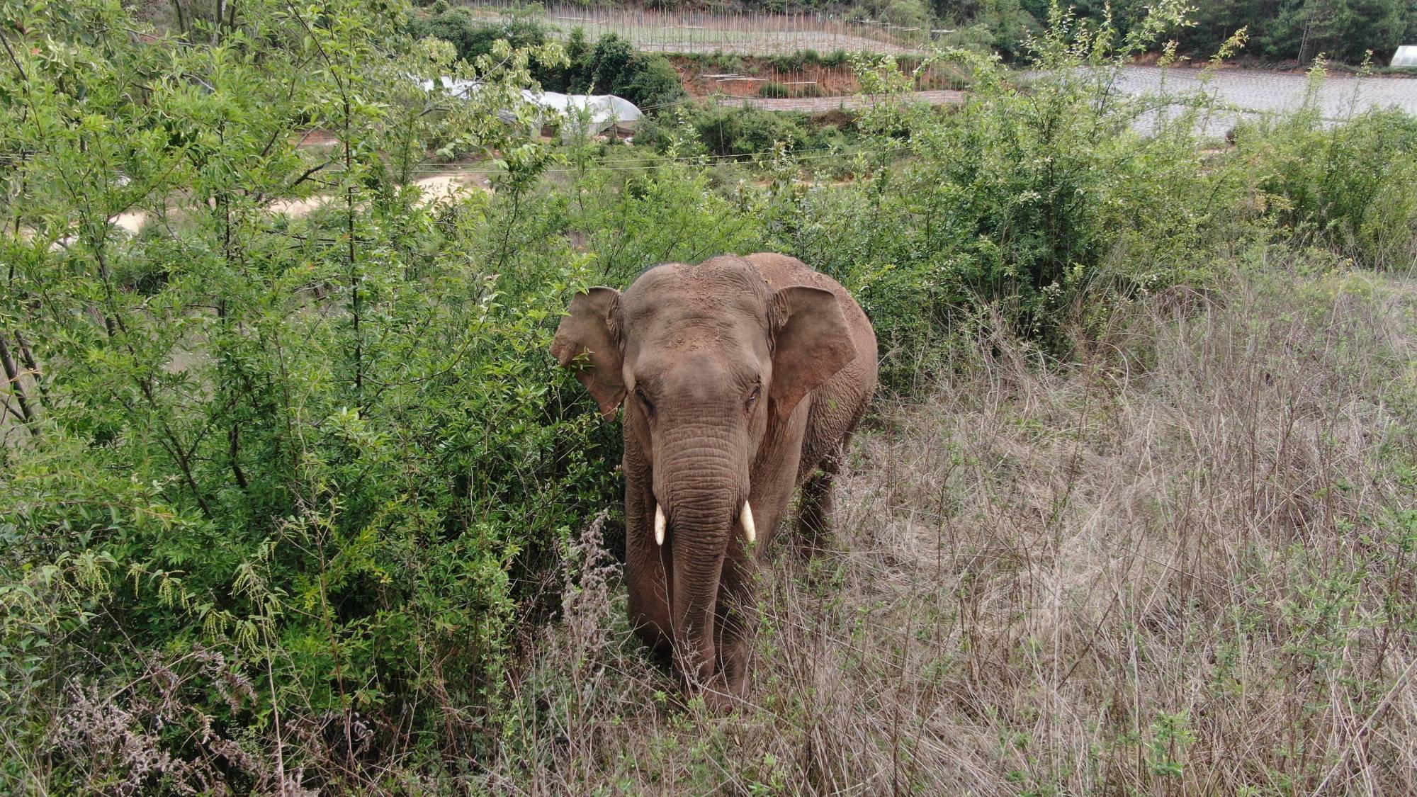 云南离群独象掉队12公里-象群返回玉溪的原因