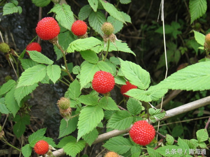 描写草莓的优美句子-草莓小清新语录