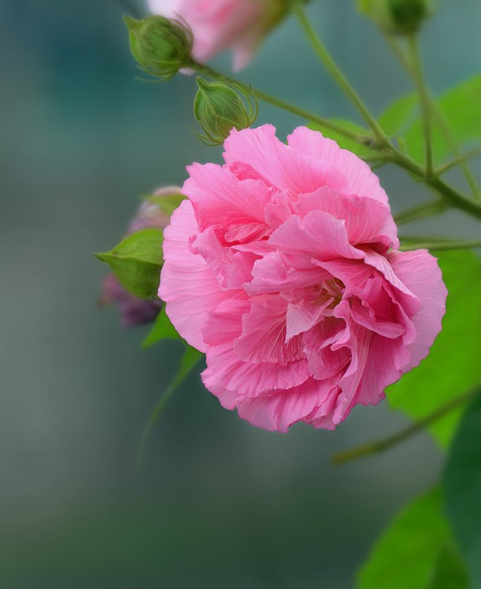 有关芙蓉的唯美诗句-形容芙蓉花的优美句子