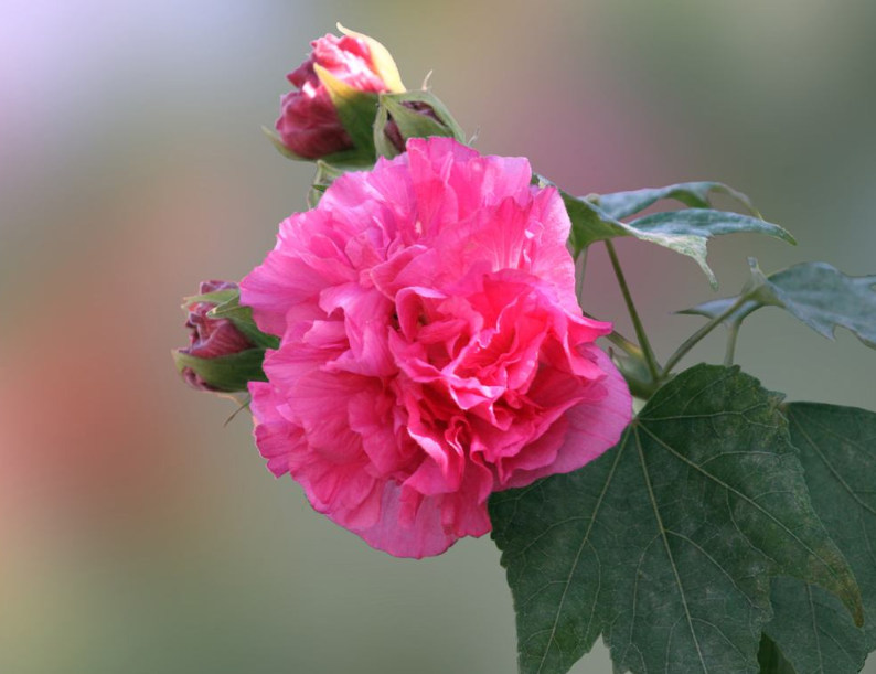 有关芙蓉的唯美诗句-形容芙蓉花的优美句子