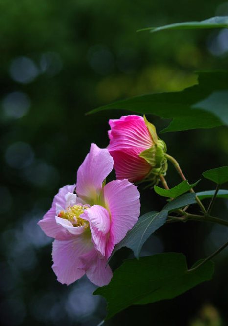 有关芙蓉的唯美诗句-形容芙蓉花的优美句子