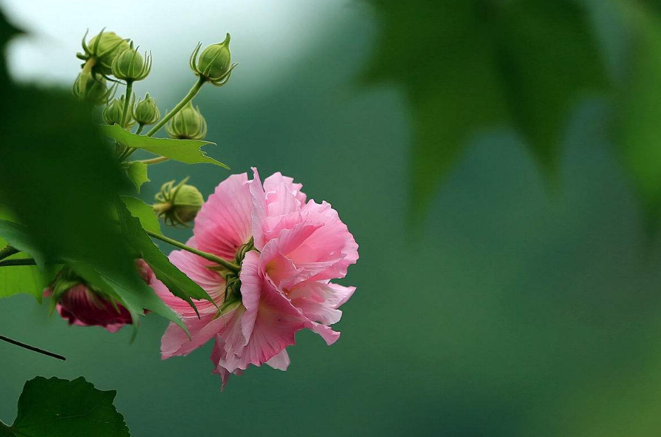 有关芙蓉的唯美诗句-形容芙蓉花的优美句子