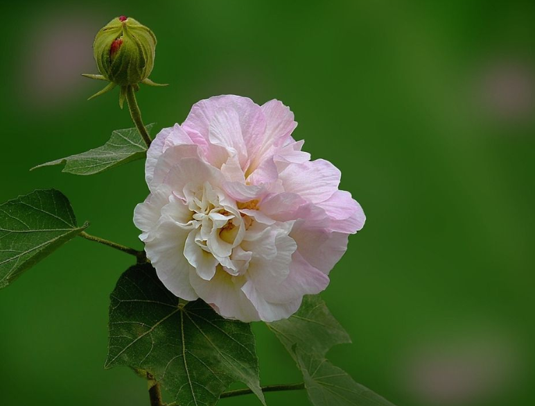 有关芙蓉的唯美诗句-形容芙蓉花的优美句子