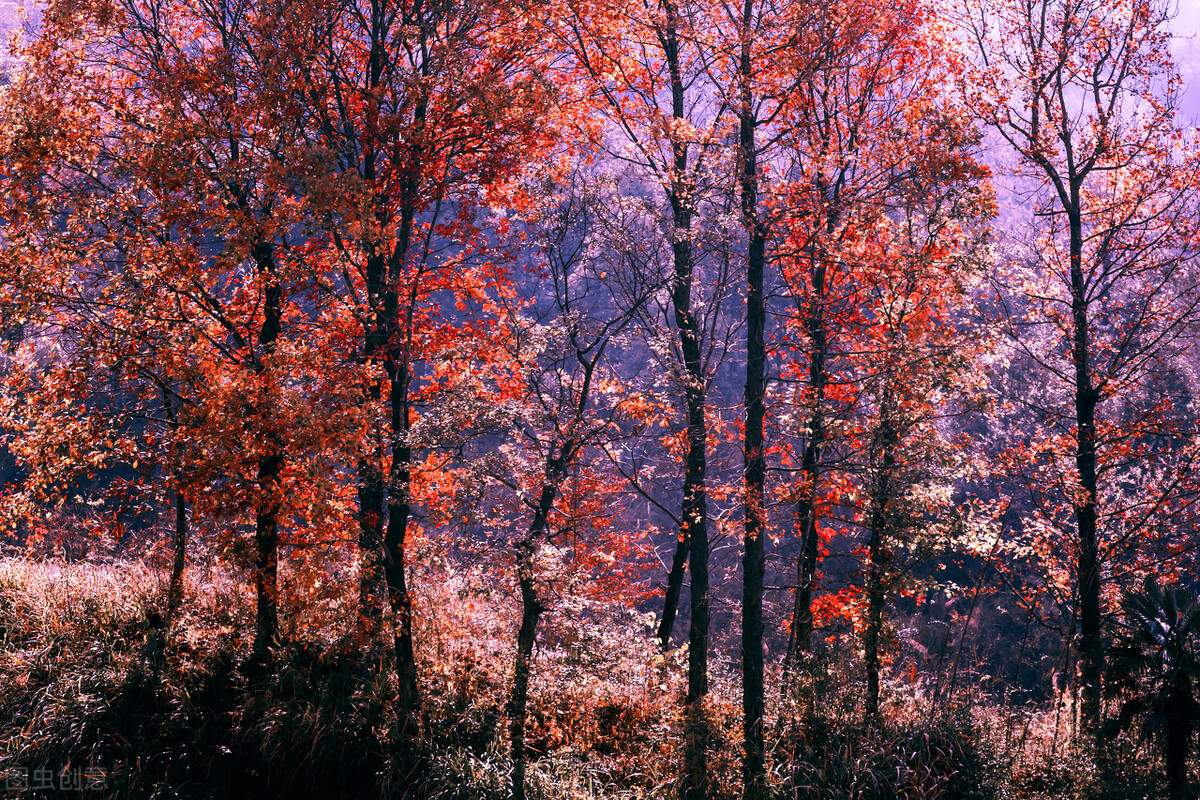 歌颂秋天的诗歌散文-关于描写秋天的诗歌