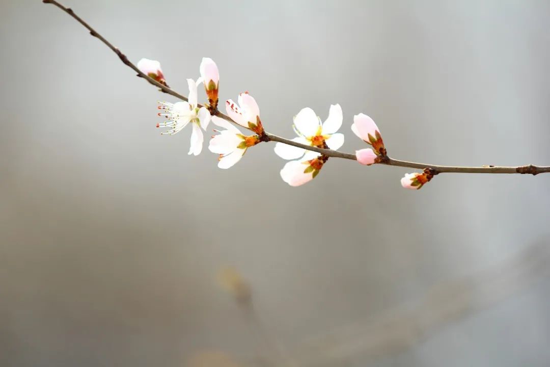 惊艳了时光优美句子名人-享受岁月美好时光的古诗