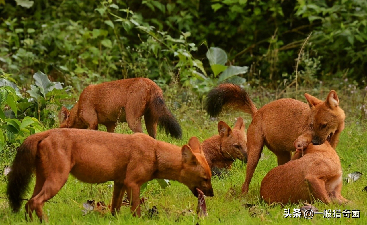 全国多地频现大型食肉动物-大型食肉动物排行榜