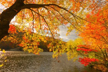 歌颂秋天的诗歌散文-关于描写秋天的诗歌