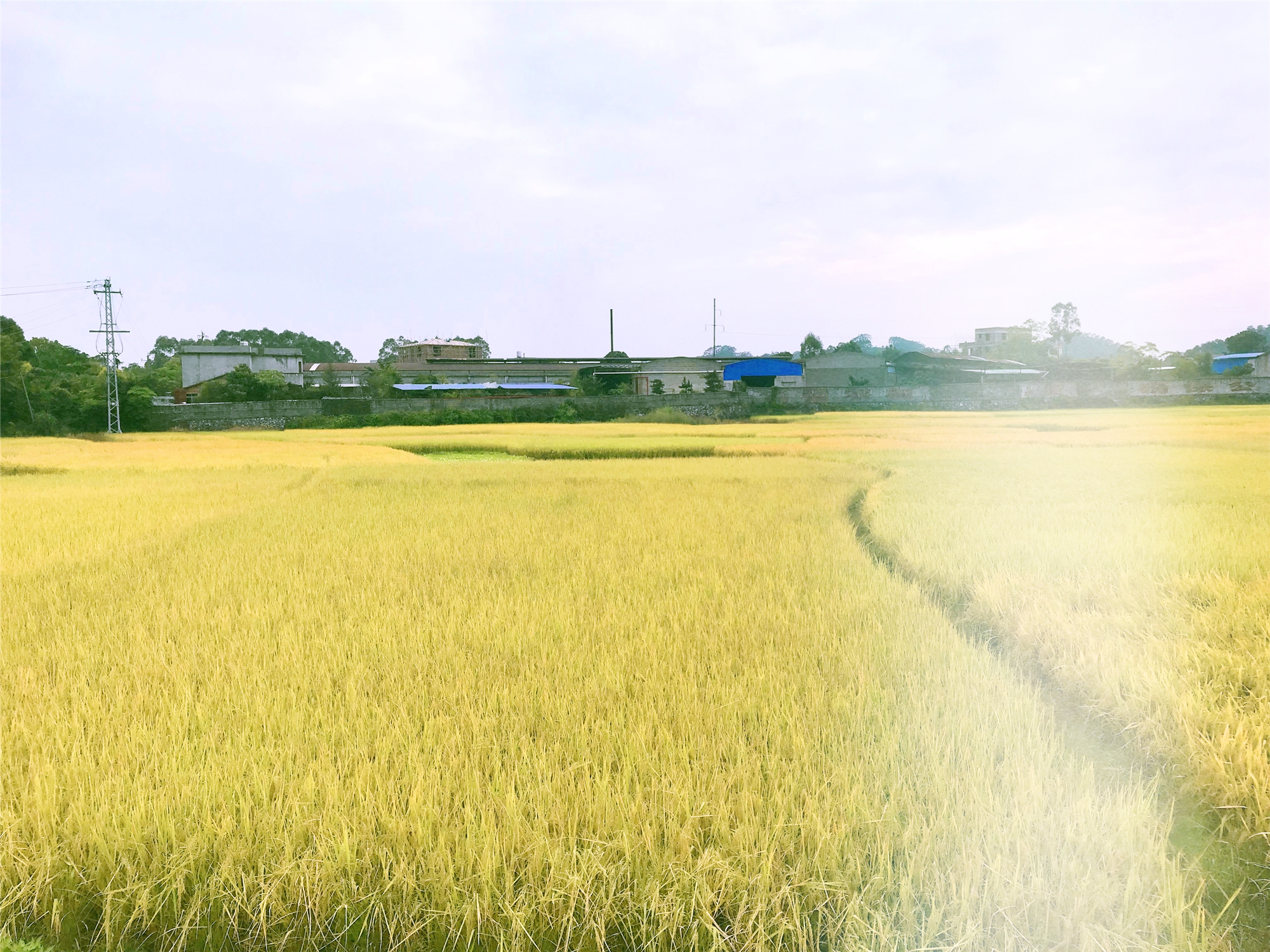 描写稻田的优美句子秋天-乡村稻田风景的美句分享