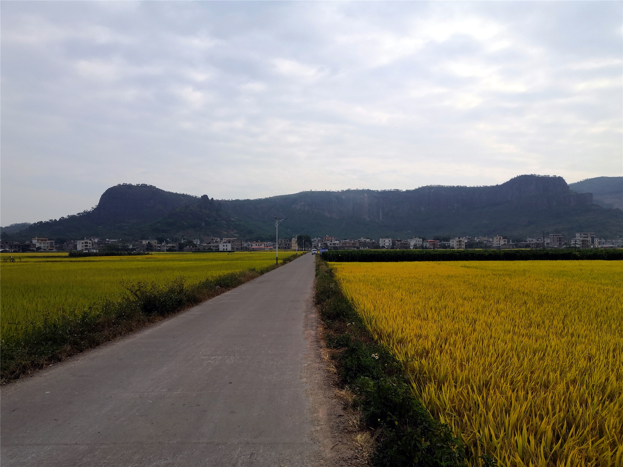 描写稻田的优美句子秋天-乡村稻田风景的美句分享