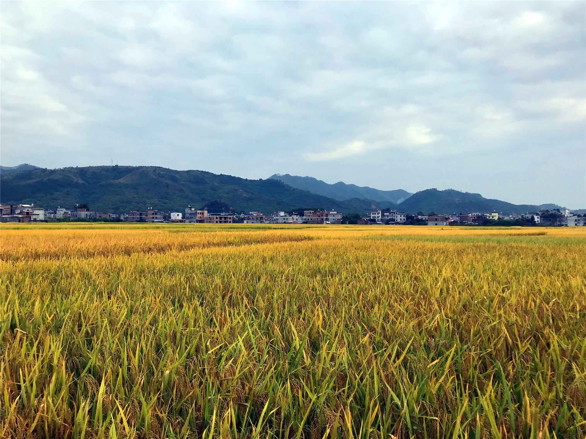 描写稻田的优美句子秋天-乡村稻田风景的美句分享