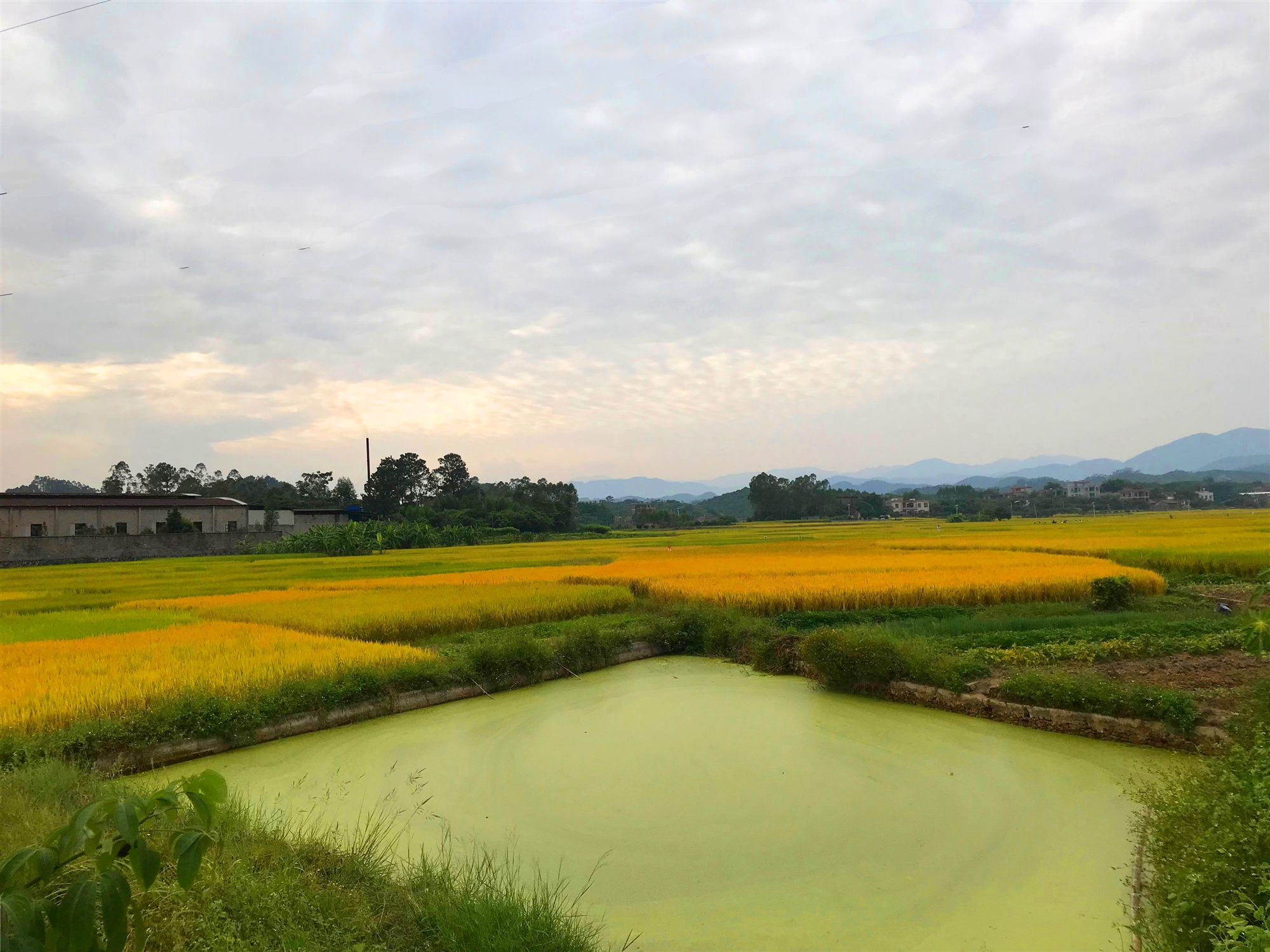 描写稻田的优美句子秋天-乡村稻田风景的美句分享