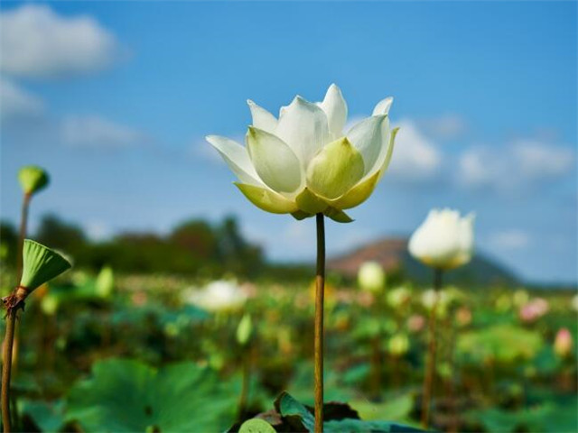 用花形容心情的简短句子-形容鲜花带给人的心情好句