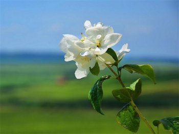 用花形容心情的简短句子-形容鲜花带给人的心情好句