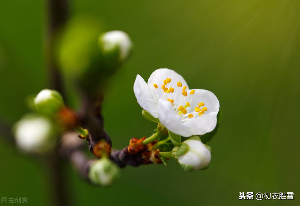 描写梅花的古诗有哪些-深度诠释梅花意志的5首诗