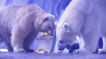 北极熊吃上特制60斤冰粽 -一览北极熊与特制粽子的搞笑热点