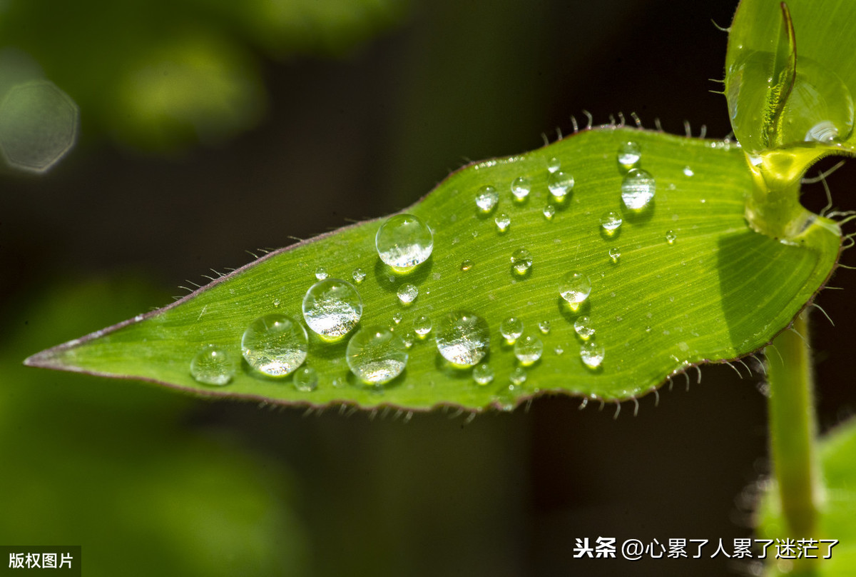 快乐人生的句子大全-简单快乐生活的说说