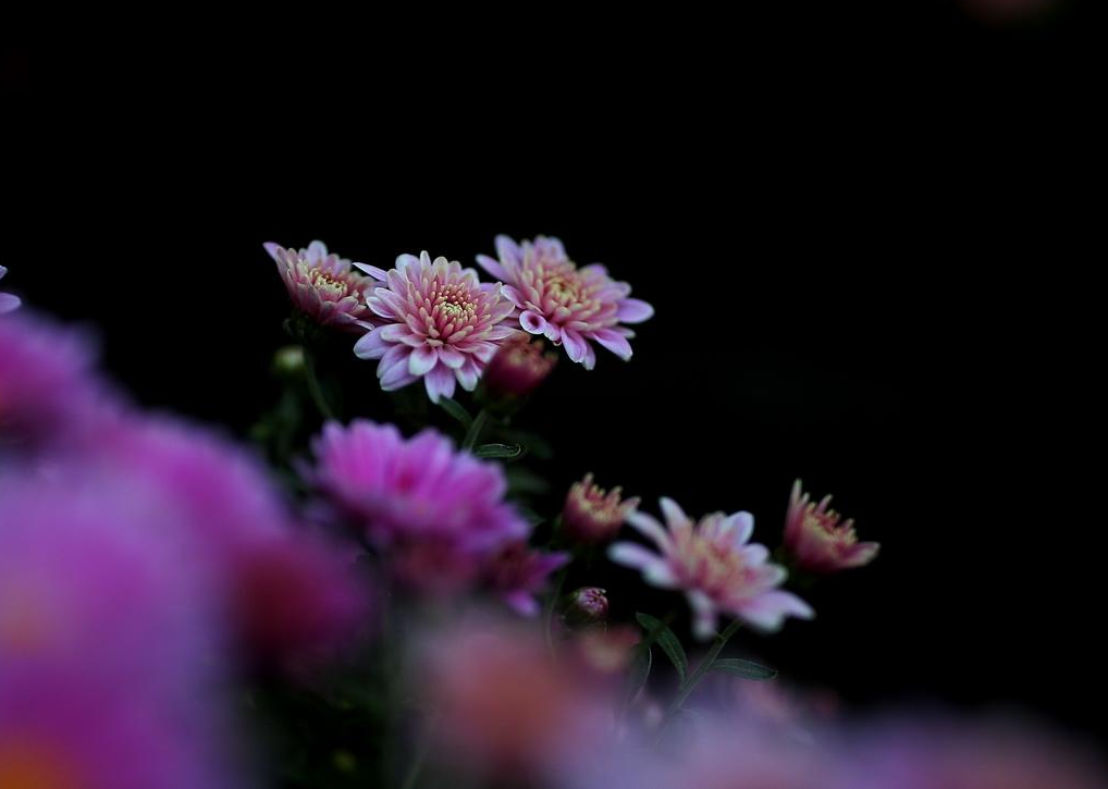 赞美菊花的古诗有哪些-赞美菊花七绝诗词