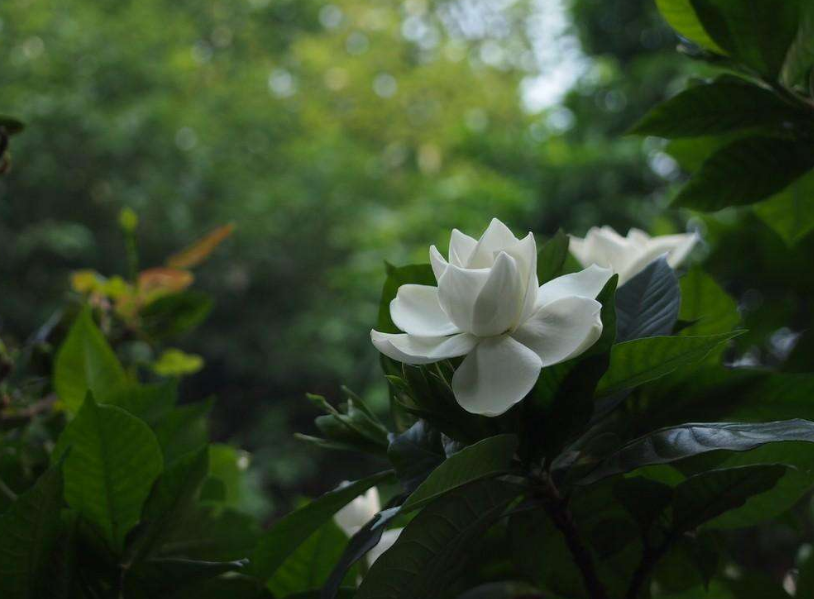 描写栀子花的优美段落-栀子花经典短句摘抄