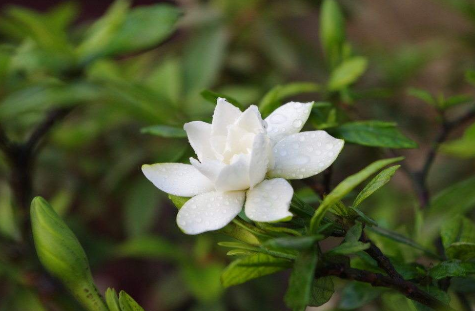 描写栀子花的优美段落-栀子花经典短句摘抄