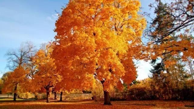 描写秋天景色优美简短句子-有关描写秋天的优美句子