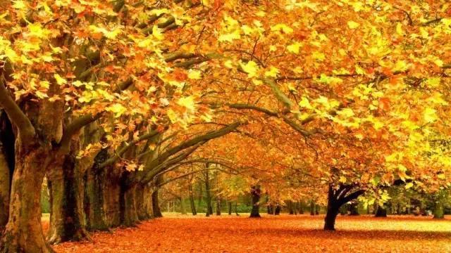 描写秋天景色优美简短句子-有关描写秋天的优美句子