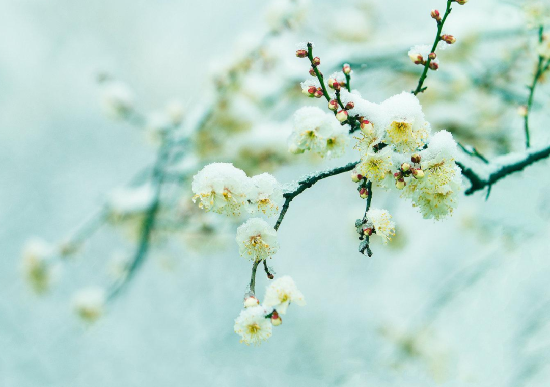 写雪的诗句有哪些-收藏写雪的诗句摘抄大全