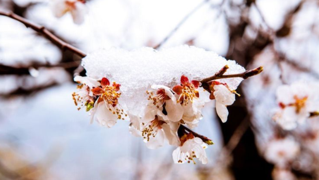 写雪的诗句有哪些-收藏写雪的诗句摘抄大全