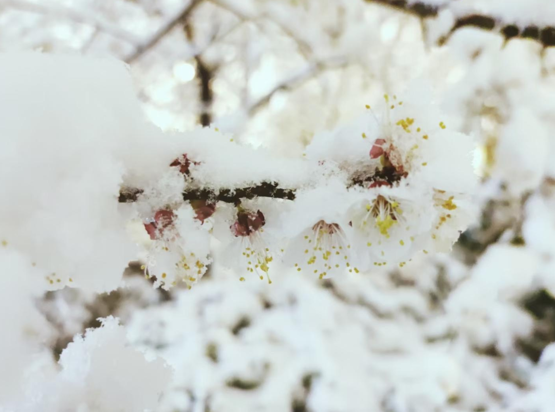 写雪的诗句有哪些-收藏写雪的诗句摘抄大全