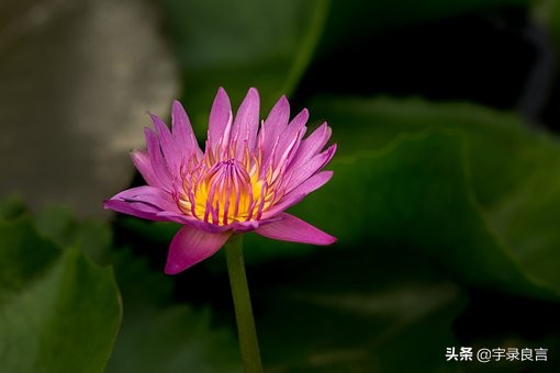 感叹人生感慨句子说说心情-人生感悟的心灵鸡汤经典语录