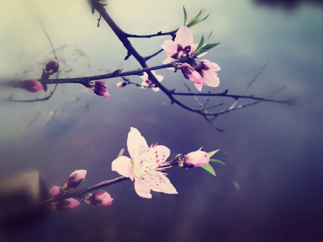 春天的诗文有哪些-歌颂春天的诗朗诵
