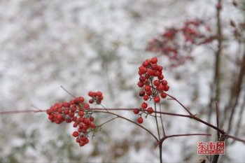 描写雪的句子唯美古风-描写雪的优美句子摘抄