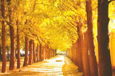 形容秋天的诗句有哪些-赞美秋天丰收的词语