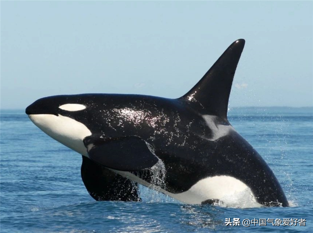 三头巨型海兽浮出辽宁海域-已经确认它们是虎鲸