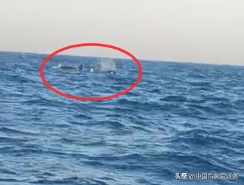 三头巨型海兽浮出辽宁海域-已经确认它们是虎鲸
