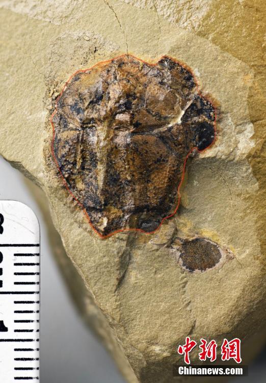 重庆发现4.23亿年前袖珍边城鱼-科学家重要发现