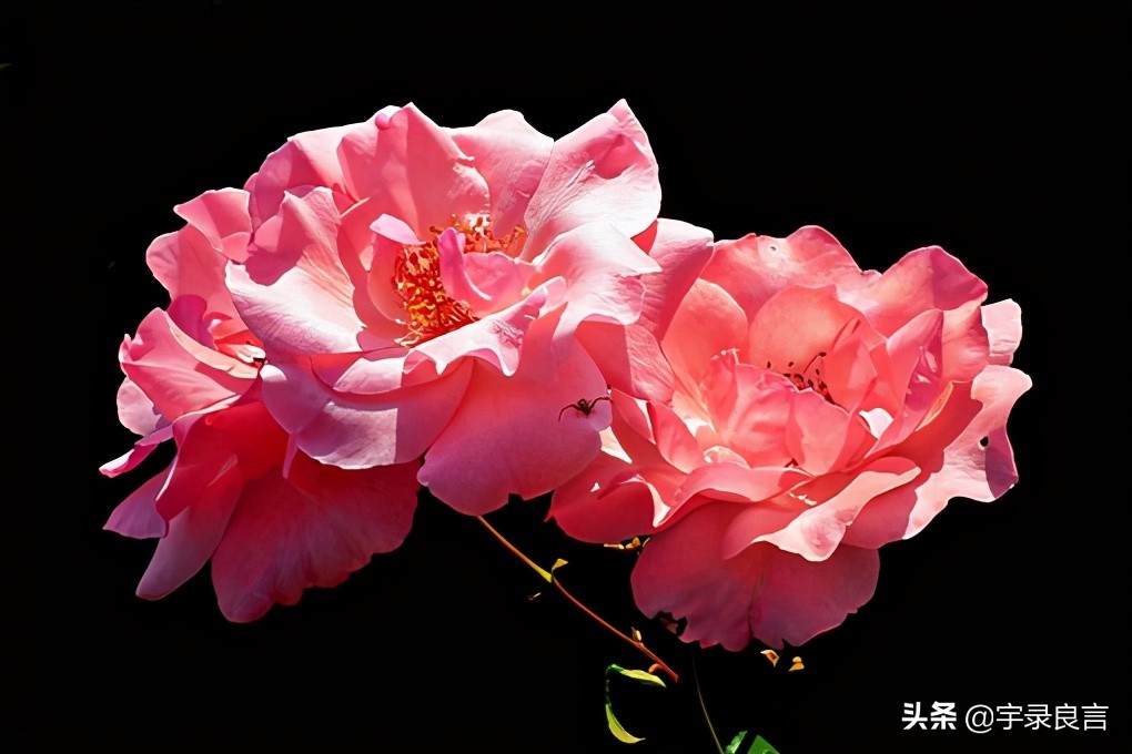 形容物以类聚的感悟句子-女人最经典的人生感悟