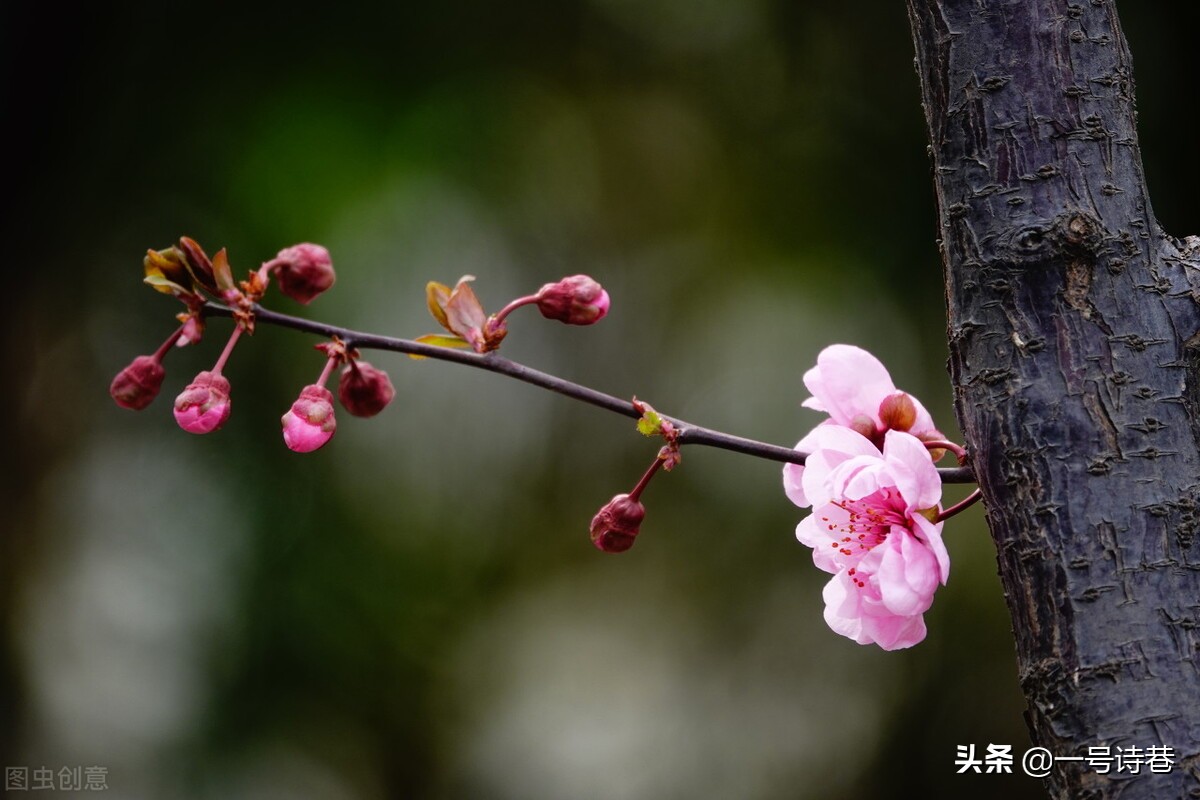 有关清明的诗句有哪些-中秋节的诗句古诗大全